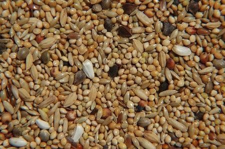 Agapornidenfutter